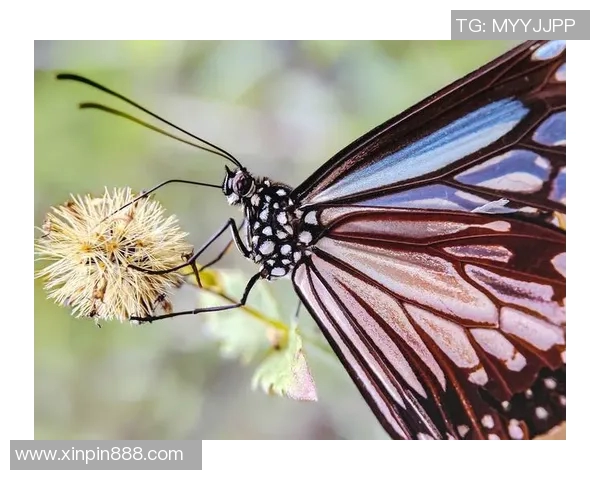 足坛巨星头部特写展现力量与魅力瞬间引爆无限热情